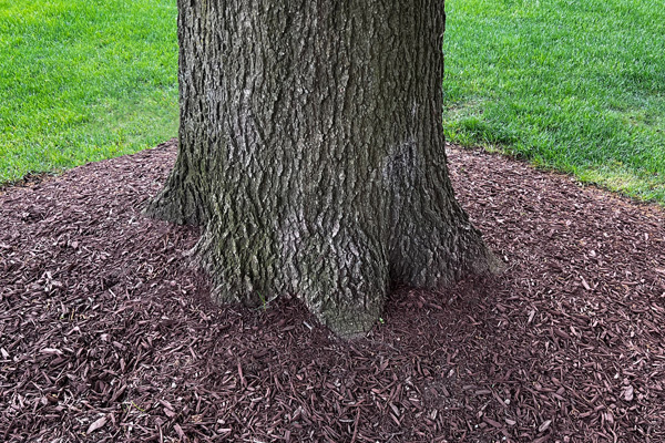 Image for The Crucial Role of Deep Root Fertilizing in Preventing Root Plate Failure in Large Trees