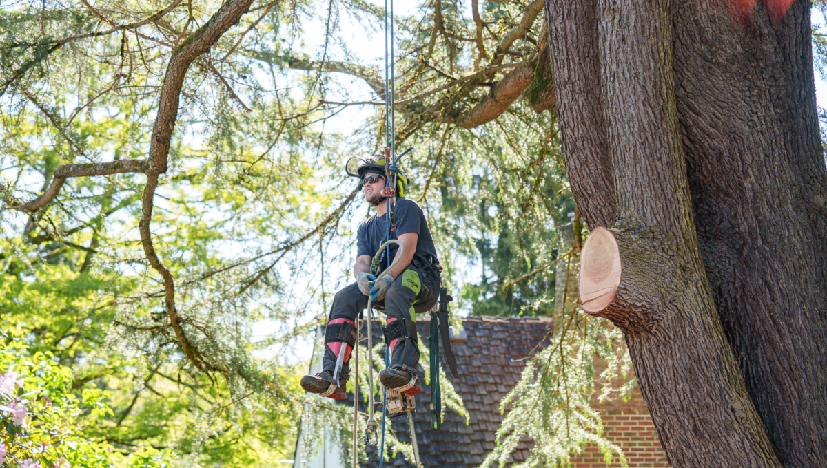 Urban Timber Spring 2024-15 Urban Timber Spring 2024-15