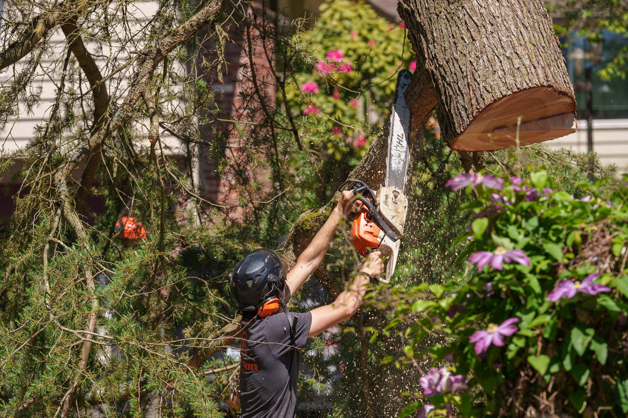Tree Trimming & Pruning
