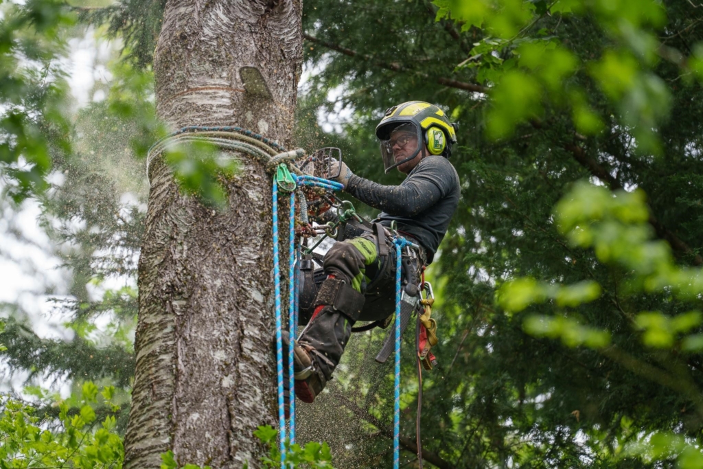 Image for How to Protect Your House With Fire Prevention Tips and Fuel Reduction Services