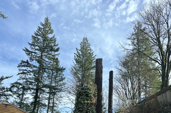 Image for Preparing Your Trees For Portland’s Winter Weather Storm Risks