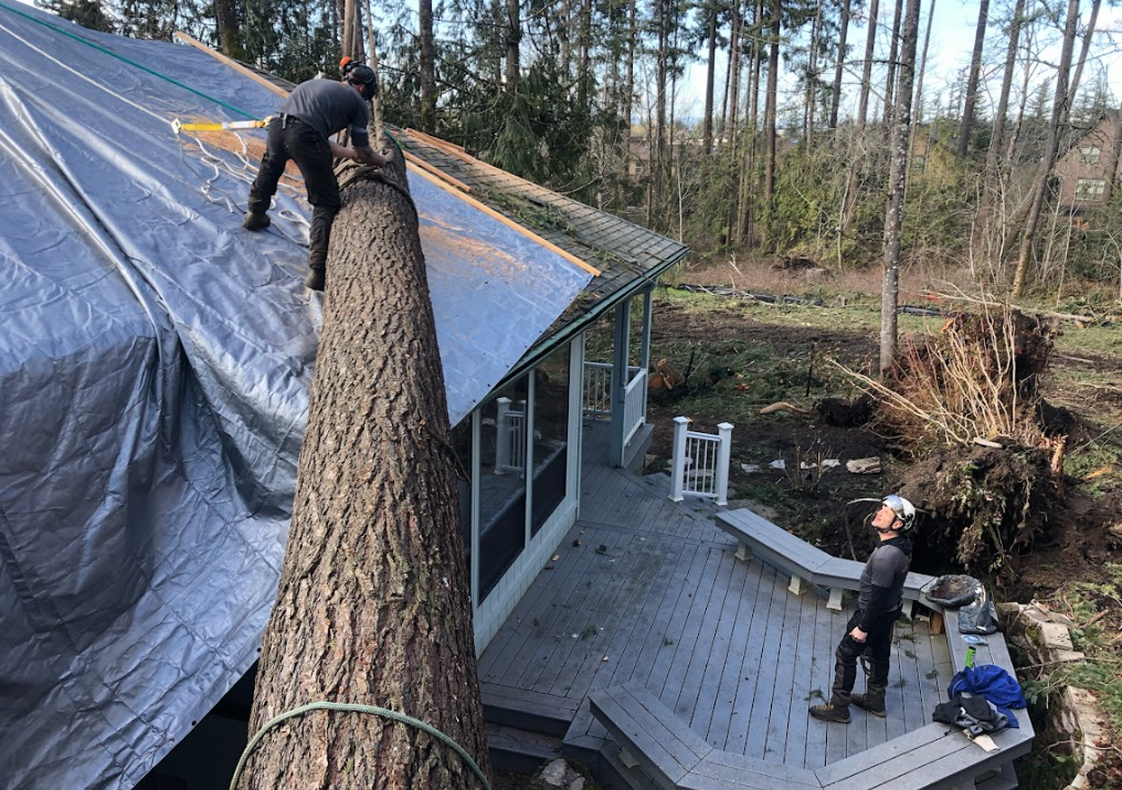 Image for How To Spot Dangerous Trees On Your Portland Property