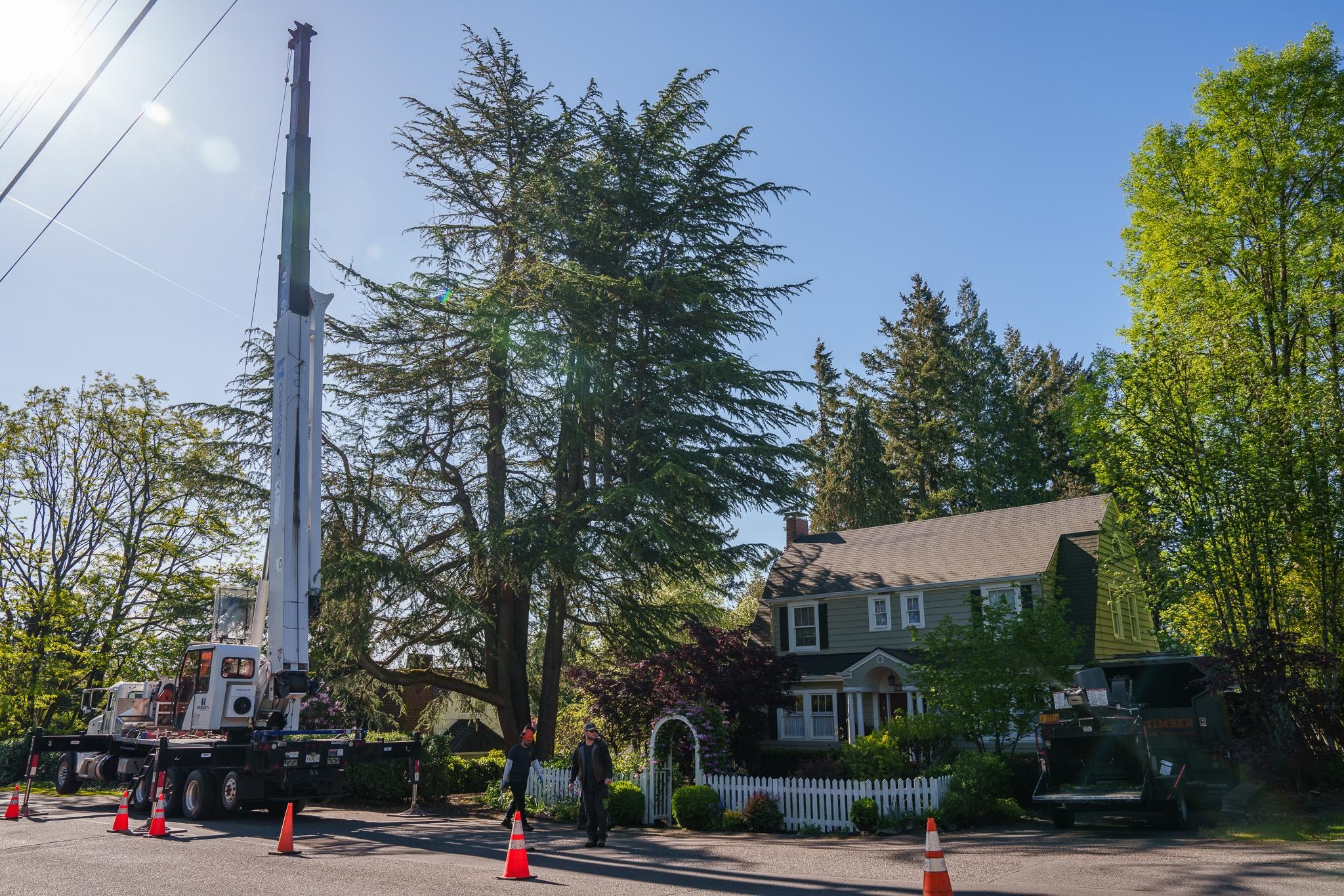 Crane lifting tree near a house with workers in safety gear.