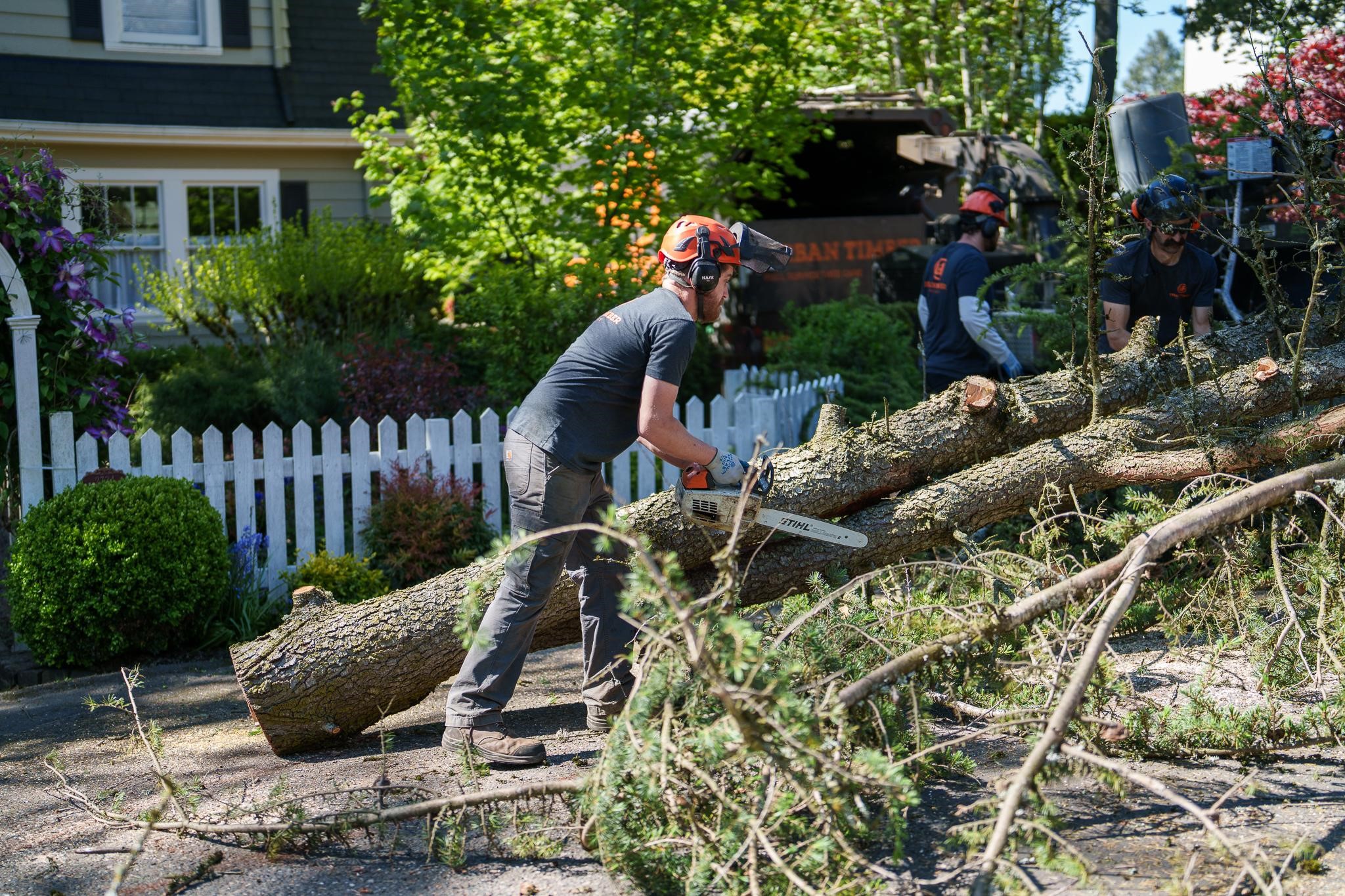 Worker cutting through a large fallen tree with a chainsaw.