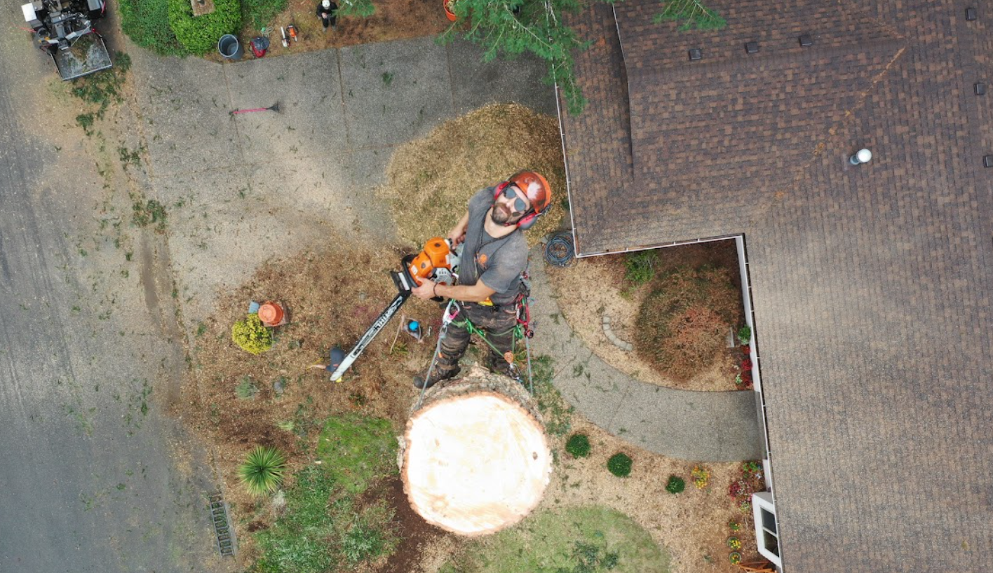 A tree worker using a chainsaw while harnessed high above the ground near a house.