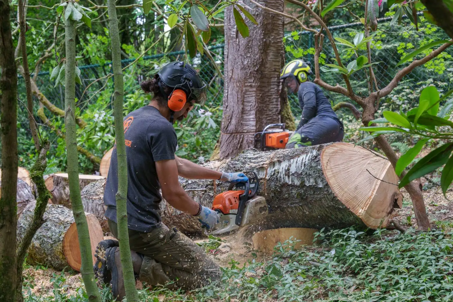 Crew cutting a large fallen log with chainsaws.