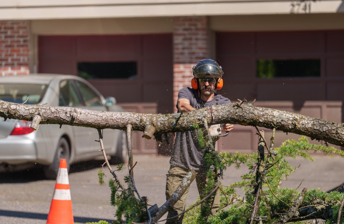 Tree Cutting in West Linn
