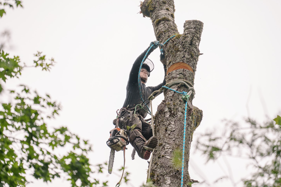 West Linn Tree Removal