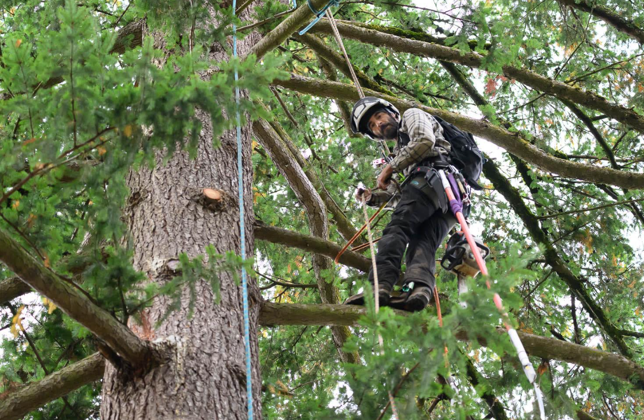 Tree Trimming in West Linn