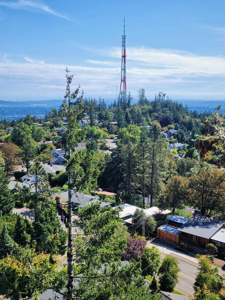 West Linn Tree Maintenance