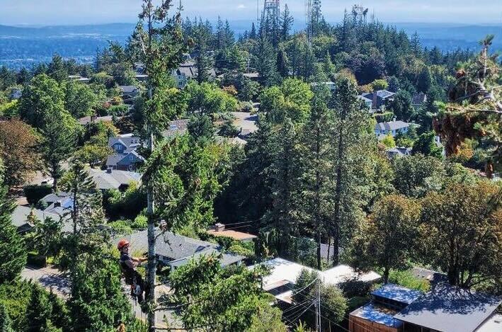 Forest Heights Tree Maintenance