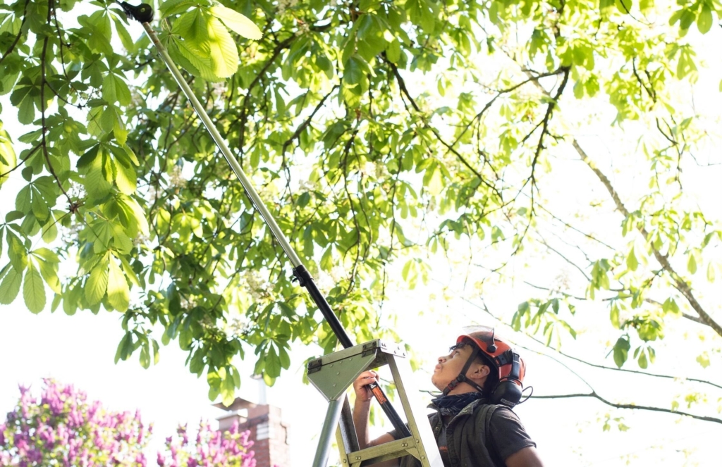 Image for Why Cabling And Bracing Can Save A Mature Shade Tree