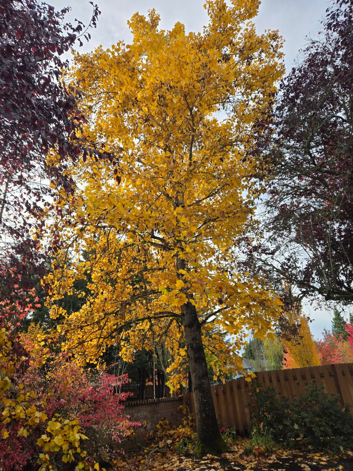 A tall deciduous tree covered in bright golden-yellow fall leaves, framed by dark purple foliage on both sides in a backyard with a wooden fence and leaves scattered on the ground.