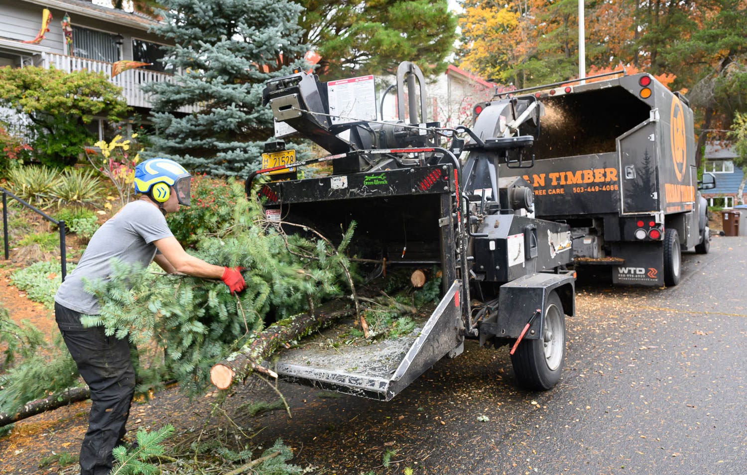 A worker in a helmet and red gloves loads evergreen branches into a wood chipper attached to a truck on a residential street, with fall colors and wood debris on the pavement.