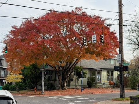 Image for How To Choose The Right Tree Service For Your Property