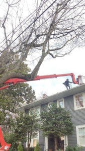 Worker on roof near large tree.
