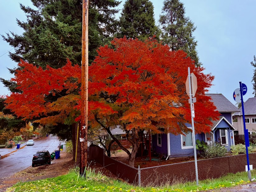 Bright red-orange autumn tree spreads over a corner house on a quiet residential street.