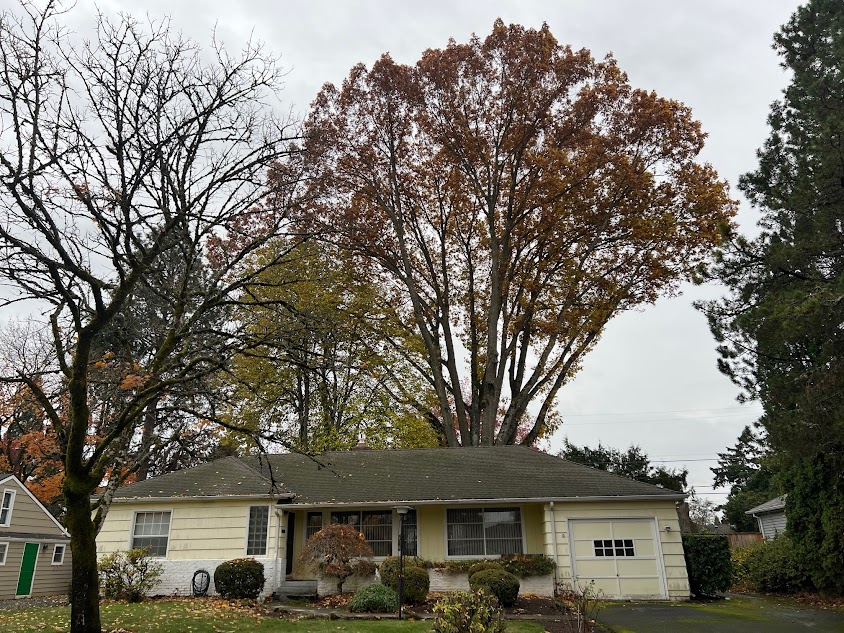 Tall trees with sparse autumn leaves rise behind a single-story house on an overcast day.