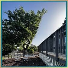 Small leafy tree planted beside a building and deck in a landscaped yard.