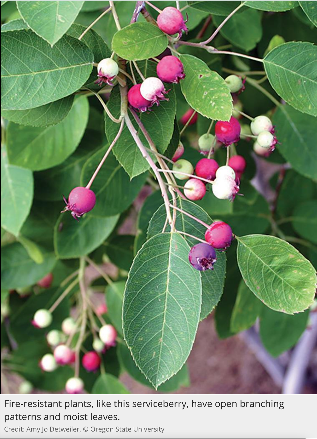 Serviceberry plant with green leaves and pink-to-purple berries, showing open branching and moist foliage.