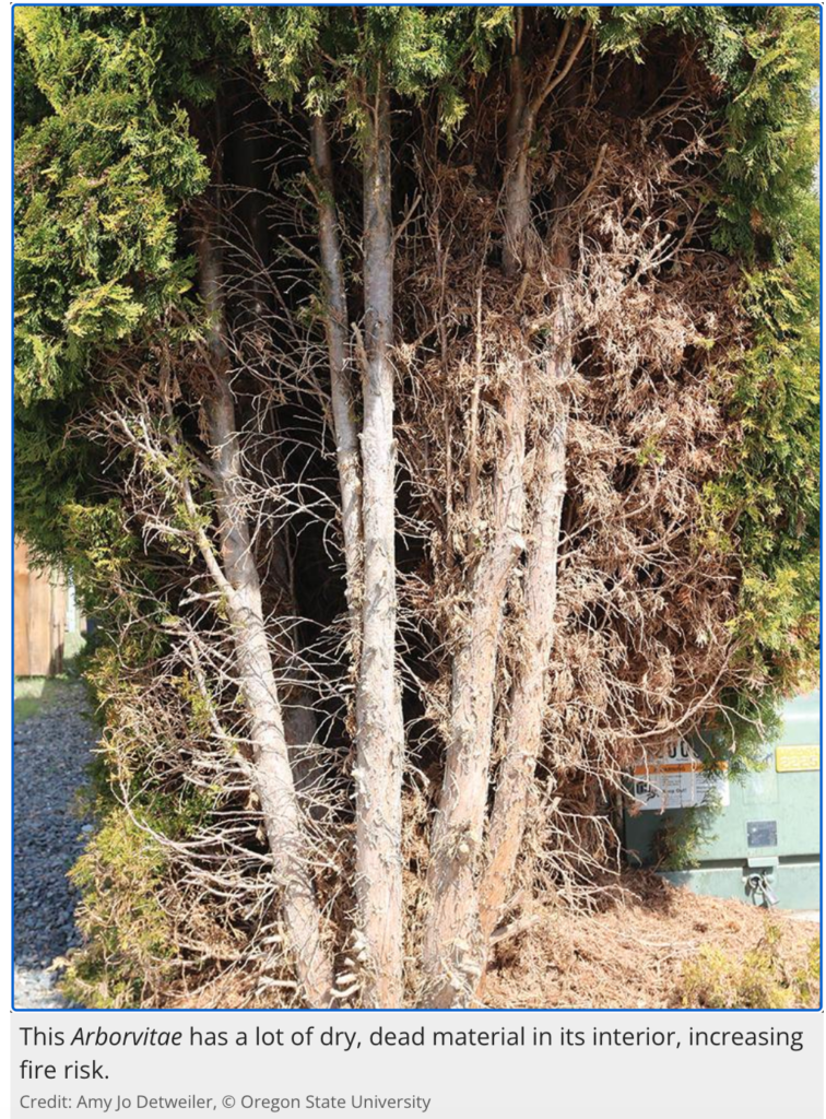 Arborvitae with dense green outer foliage and dry, dead interior branches that increase fire risk.