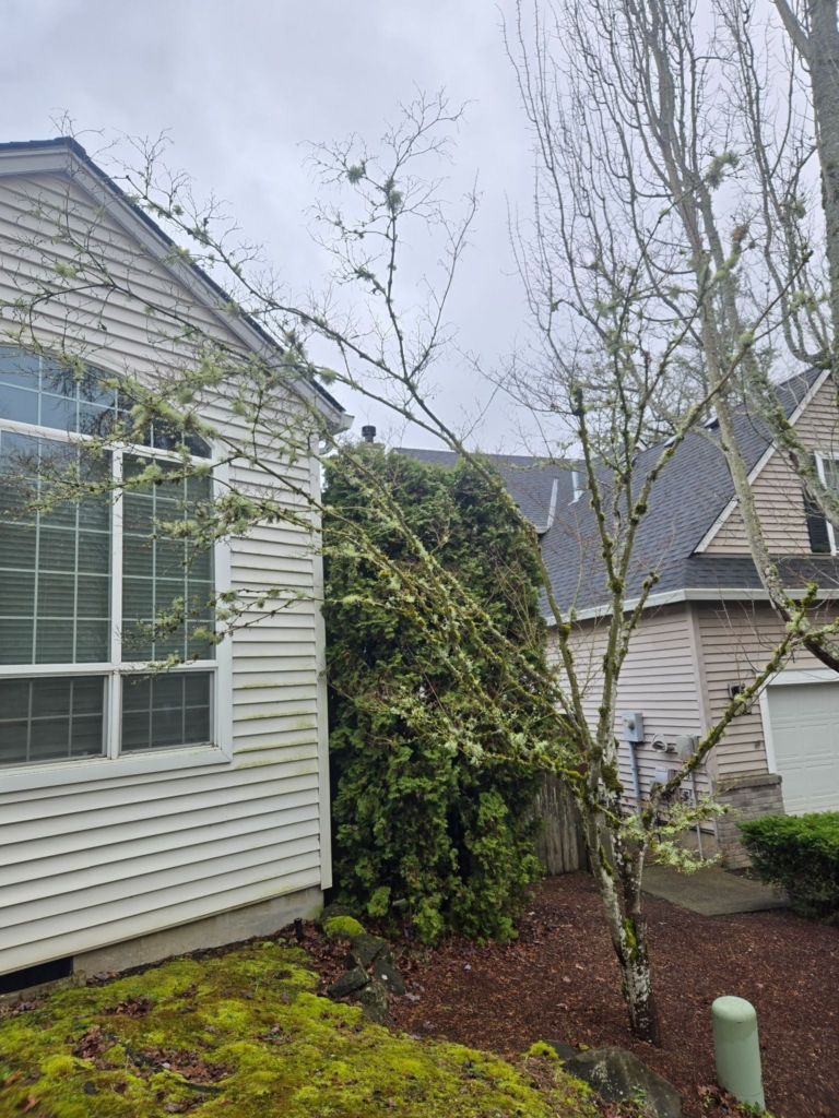 house and beatiful trees