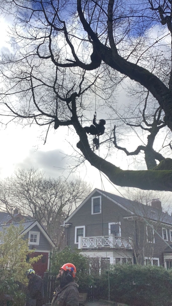 Image for When To Call An Arborist For Subtle Tree Health Changes