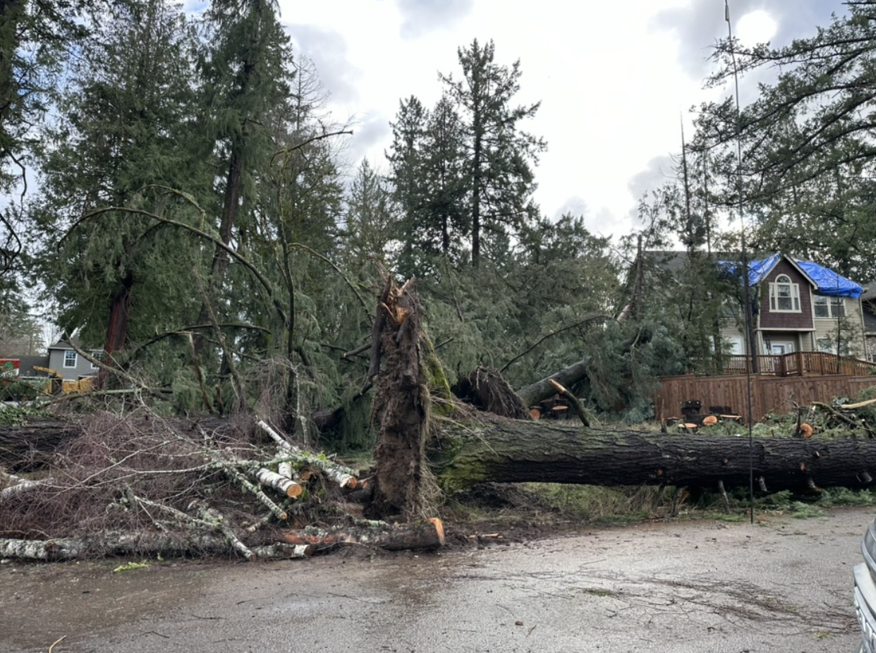 Storm-damaged tree fallen across residential property and roadway, with broken branches and debris surrounding the area.