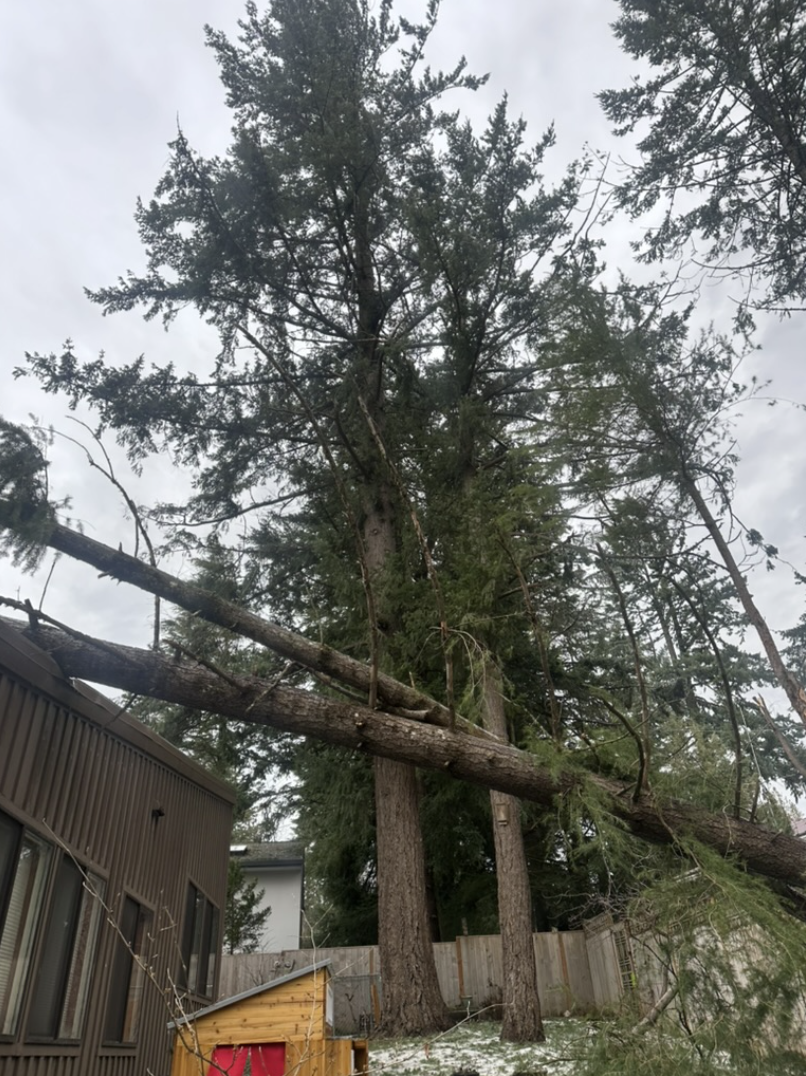 Storm-damaged tree with large broken branches extending over a residential structure and yard.