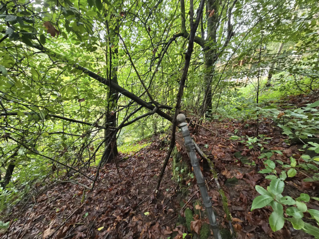 Dense forest vegetation with tangled tree branches, leafy undergrowth, and fallen leaves covering the forest floor.