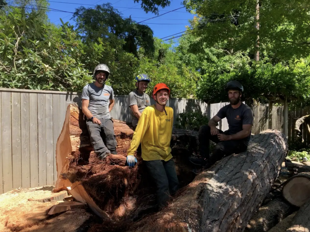 Four tree service professionals wearing safety helmets and work gear posing beside a large fallen tree in a residential yard